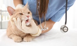 How Regular Dental Care Can Improve Your Pet’s Overall Health and Well-being