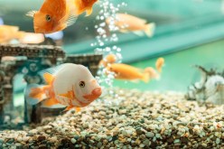 The Ultimate Guide to Setting Up an Aquarium at Home: From A to Z