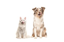 Factors to Consider When Deciding Between a Cat or Dog