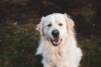 The Hidden Benefits of Adopting Older Pets: Why Age is Just a Number