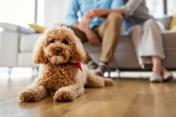 Finding the Perfect Hypoallergenic Pet: A Comprehensive Breed Comparison